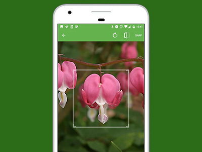 case study - mobile app development for Identify Plants